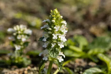 Ajuga reptans 'Alba' - PLUG/CELGROWN 100 CEL TRAY - image 2