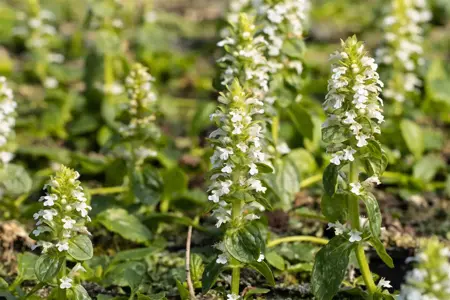 Ajuga reptans 'Alba' - P11 - image 1