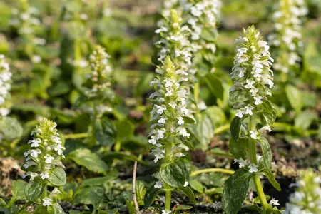 Ajuga reptans 'Alba' - PLUG/CELGROWN 100 CEL TRAY - image 1