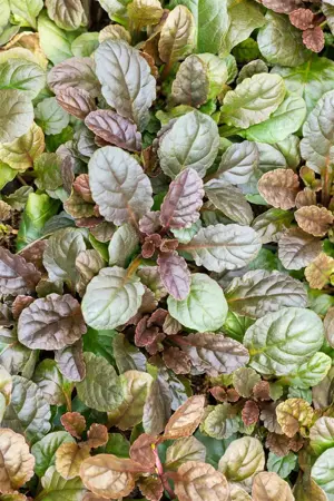 Ajuga reptans 'Atropurpurea' - P9 - image 4
