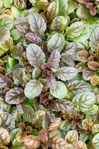 Ajuga reptans 'Atropurpurea' - P9 - image 4