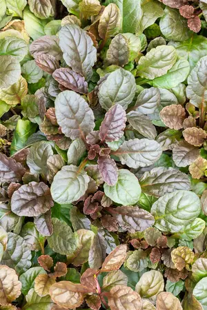 Ajuga reptans 'Atropurpurea' - 5 Ltr pot - image 4