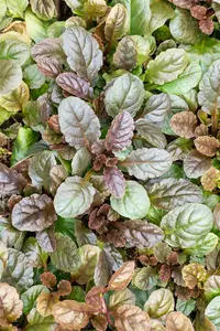 Ajuga reptans 'Atropurpurea' - 5 Ltr pot - image 4