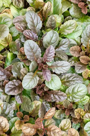 Ajuga reptans 'Atropurpurea' - PLUG/CELGROWN 100 CEL TRAY - image 3