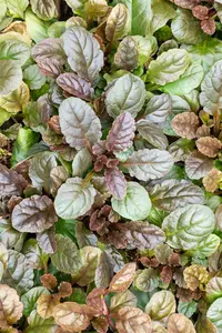 Ajuga reptans 'Atropurpurea' - PLUG/CELGROWN 100 CEL TRAY - image 3