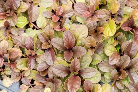 Ajuga reptans 'Atropurpurea' - P9 - image 3