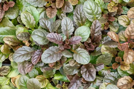 Ajuga reptans 'Atropurpurea' - P9 - image 5