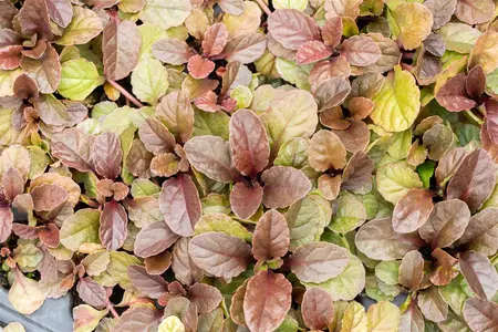 Ajuga reptans 'Atropurpurea' - PLUG/CELGROWN 100 CEL TRAY - image 2