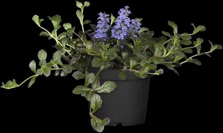 Ajuga reptans 'Atropurpurea' - 5 Ltr pot - image 2