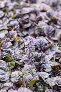 Ajuga reptans 'Black Scallop' - 5 Ltr pot - image 4