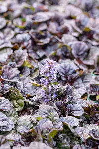 Ajuga reptans 'Black Scallop' - PLUG/CELGROWN 100 CEL TRAY - image 4