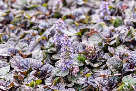 Ajuga reptans 'Black Scallop' - 2 Ltr pot - image 2