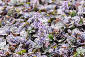 Ajuga reptans 'Black Scallop' - 2 Ltr pot - image 2