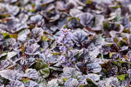 Ajuga reptans 'Black Scallop' - 2 Ltr pot - image 3
