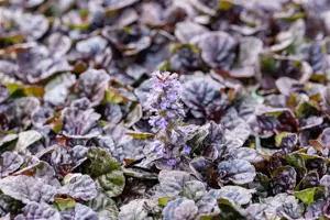 Ajuga reptans 'Black Scallop' - 5 Ltr pot - image 3
