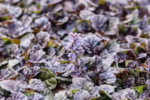 Ajuga reptans 'Black Scallop' - PLUG/CELGROWN 100 CEL TRAY - image 3