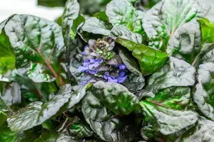 Ajuga reptans 'Black Scallop' - PLUG/CELGROWN 100 CEL TRAY - image 5