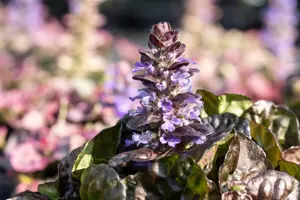 Ajuga reptans 'Black Scallop' - 5 Ltr pot - image 1