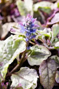 Ajuga reptans 'Burgundy Glow' - P13 - image 1