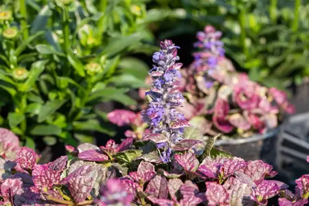 Ajuga reptans 'Burgundy Glow' - P9 - image 4