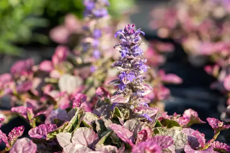 Ajuga reptans 'Burgundy Glow' - P9 - image 5