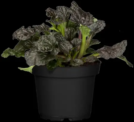 Ajuga reptans 'Burgundy Glow' - P9 - image 2
