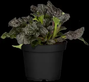 Ajuga reptans 'Burgundy Glow' - P9 - image 2