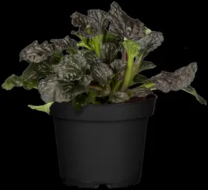 Ajuga reptans 'Burgundy Glow' - 2 Ltr pot - image 2