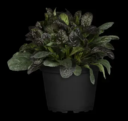 Ajuga reptans 'Burgundy Glow' - P9 - image 3