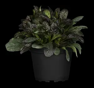 Ajuga reptans 'Burgundy Glow' - P9 - image 3
