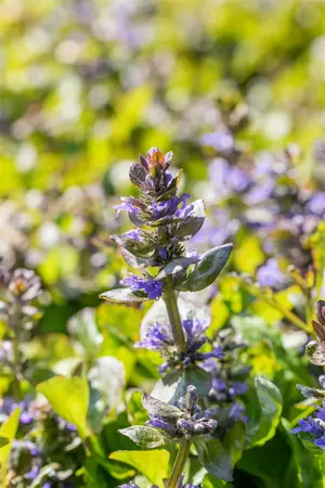 Ajuga reptans 'Catlin's Giant' - PLUG/CELGROWN 100 CEL TRAY - image 1
