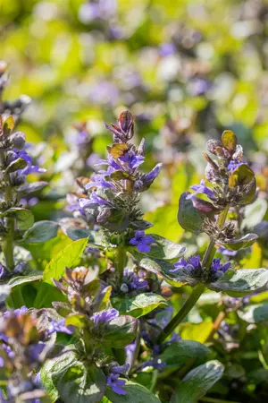 Ajuga reptans 'Catlin's Giant' - PLUG/CELGROWN 100 CEL TRAY - image 2