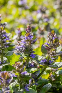 Ajuga reptans 'Catlin's Giant' - PLUG/CELGROWN 100 CEL TRAY - image 2