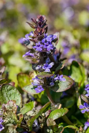 Ajuga reptans 'Catlin's Giant' - PLUG/CELGROWN 100 CEL TRAY - image 4