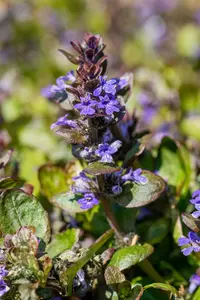 Ajuga reptans 'Catlin's Giant' - PLUG/CELGROWN 100 CEL TRAY - image 4