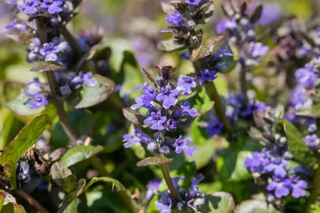 Ajuga reptans 'Catlin's Giant' - PLUG/CELGROWN 100 CEL TRAY - image 3