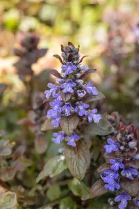 Ajuga reptans 'Chocolate Chip' - 5 Ltr pot - image 2