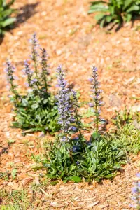 Ajuga reptans 'Chocolate Chip' - P9 - image 4