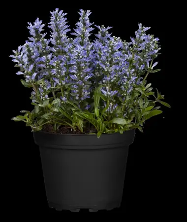 Ajuga reptans 'Chocolate Chip' - 5 Ltr pot - image 1