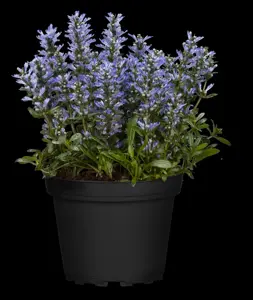 Ajuga reptans 'Chocolate Chip' - 5 Ltr pot - image 1