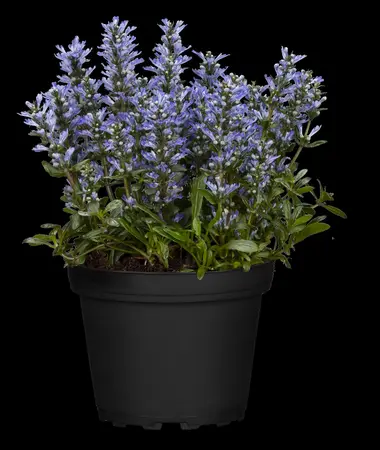 Ajuga reptans 'Chocolate Chip' - PLUG/CELGROWN 100 CEL TRAY - image 1