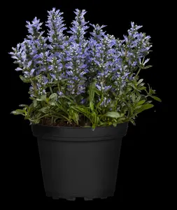 Ajuga reptans 'Chocolate Chip' - PLUG/CELGROWN 100 CEL TRAY - image 4