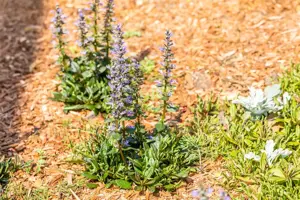 Ajuga reptans 'Chocolate Chip' - P9 - image 3