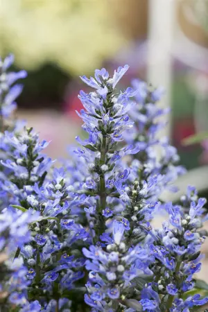 Ajuga reptans 'Fancy Finch' - P9 - image 4