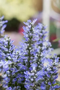 Ajuga reptans 'Fancy Finch' - P9 - image 4