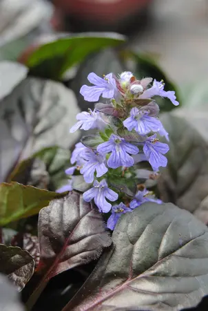 Ajuga reptans 'Fancy Finch' - P9 - image 1