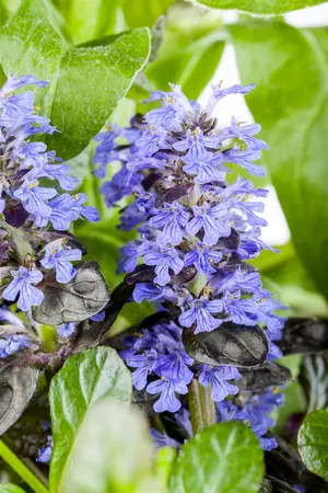 Ajuga reptans 'Midnight Mystery' - P9 - image 3