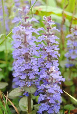Ajuga reptans 'Midnight Mystery' - P9 - image 2