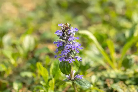Ajuga reptans 'Midnight Mystery' - P9 - image 5