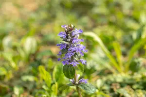 Ajuga reptans 'Midnight Mystery' - P9 - image 5